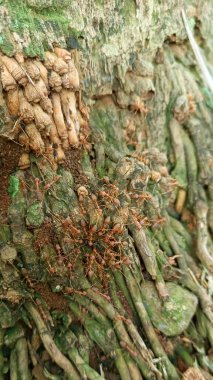 Yaşlı ağaç gövdelerinde bir sürü kahverengi karınca