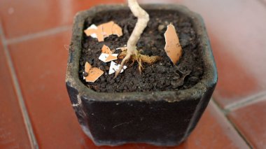 Küçük siyah bir saksıda küçük bir bitki. Yeni filizler büyüdüğü için şirin görünüyor..