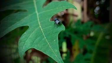 Fly insect on tree leaf in garden clipart