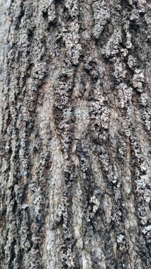 Eski kahverengi ağaç gövdesi dokusunu kapat