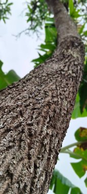 Eski kahverengi ağaç gövdesi dokusunu kapat