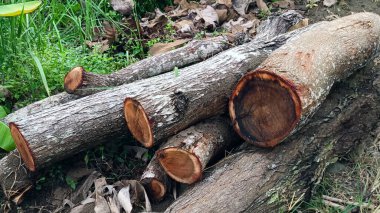 Ormanda kesilmiş ağaç gövdeleri yığını