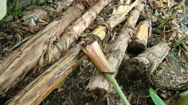 Bahçede düşmüş bir muz ağacı gövdesi yığını