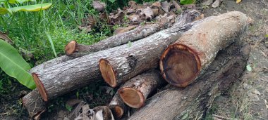 Ormanda kesilmiş ağaç gövdeleri yığını