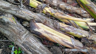 Bahçede düşmüş bir muz ağacı gövdesi yığını