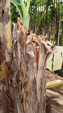 Bahçede düşmüş muz ağacı gövdesi