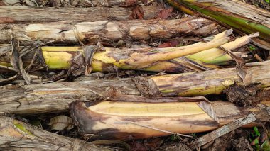 Bahçede düşmüş bir muz ağacı gövdesi yığını