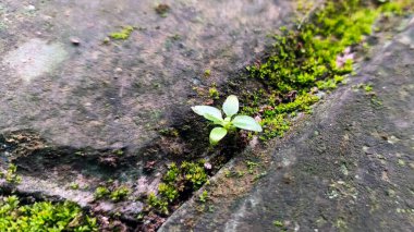 Kaldırımda yosunlarla yetişen küçük bitkiler.