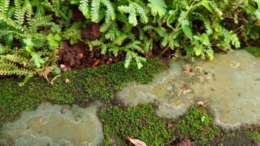 Kaldırımda yosunlarla yetişen küçük bitkiler.