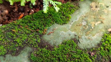 Kaldırımda yosunlarla yetişen küçük bitkiler.