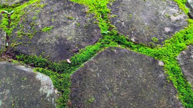 Kaldırıma düşen yapraklar yosunla kaplanmış.