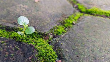 Kaldırımda yosunlarla yetişen küçük bitkiler.
