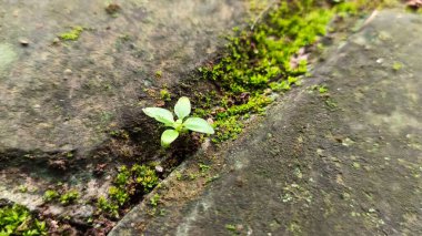 Kaldırımda yosunlarla yetişen küçük bitkiler.