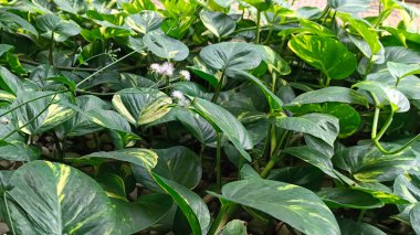 Bahçede büyüyen Ivory Betel bitkisi. Çok gür ve doğal..