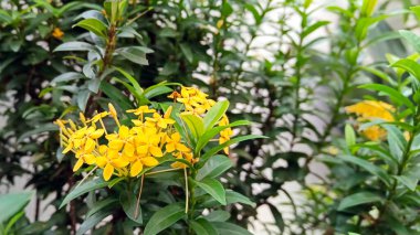 Güzel sarı çiçeklerin açtığı manzarayı kapat.