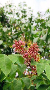 Henüz çiçek açmamış küçük pembe çiçeklerin yakın görüntüsü