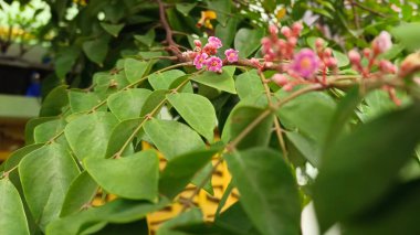 Henüz çiçek açmamış küçük pembe çiçeklerin yakın görüntüsü