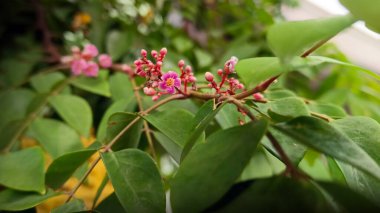 Henüz çiçek açmamış küçük pembe çiçeklerin yakın görüntüsü