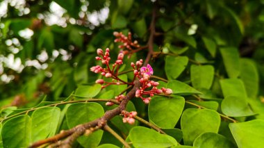 Henüz çiçek açmamış küçük pembe çiçeklerin yakın görüntüsü