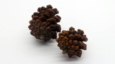 Beyaz arka planda izole edilmiş kurumuş çam çiçeklerini kapat