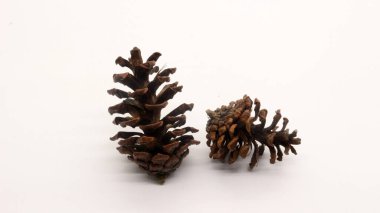 Beyaz arka planda izole edilmiş kurumuş çam çiçeklerini kapat