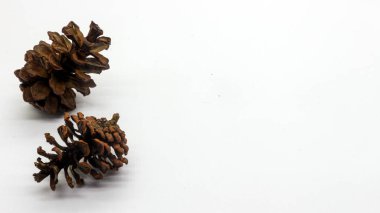 Beyaz arka planda izole edilmiş kurumuş çam çiçeklerini kapat