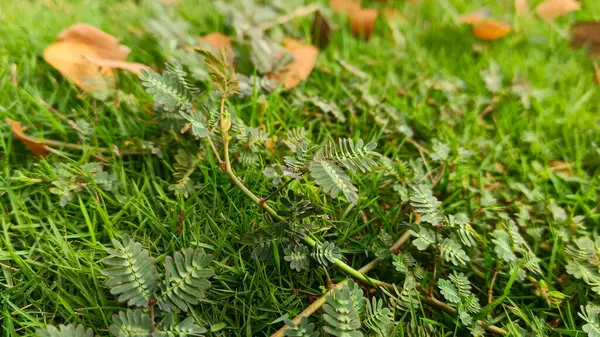 stock image Close up view of Sleepy Grass or Sensitive Plant (Mimosa Pudica) with Dry Leaves on the Ground