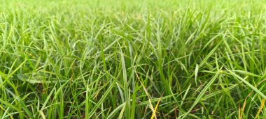 Doğa arkaplanı için yeşil çimlerin görünümünü kapat