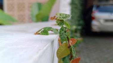Duvardaki sarmaşıkların yakın görüntüsü