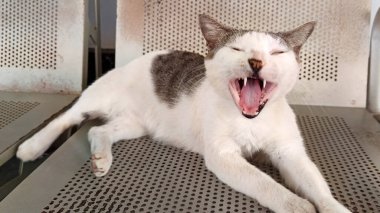 Demir sandalyede oturan beyaz ve gri kedi