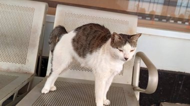Demir sandalyede oturan beyaz ve gri kedi