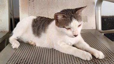 Demir sandalyede oturan beyaz ve gri kedi