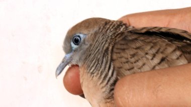 Yetişkin bir adamın elinde evcil bir kaplumbağa..