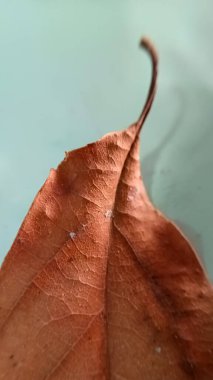 Kahverengi kuru yapraklar yerde izole edilmiş.