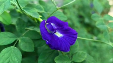 Bahçede yaprakları olan kelebek bezelyesi çiçeğini kapat.