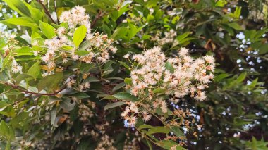 Bahçedeki ağaçtaki güzel beyaz çiçekler (Syzygium myrtifolium)