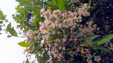 Bahçedeki ağaçtaki güzel beyaz çiçekler (Syzygium myrtifolium)