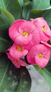 Pembe öforbi milis çiçeği ya da dikenli çiçekten taç