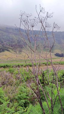 Bromo Dağı 'nın ve Endonezya' nın doğu Java bölgesinin güzel manzarası