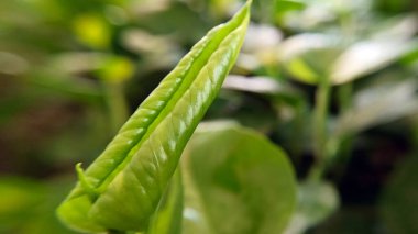 Betel yaprağının fotoğrafını kapat.