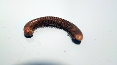 Kırkayak zeminde izole edilmiş.