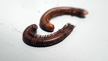 Kırkayak zeminde izole edilmiş.