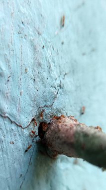 Kırmızı karıncalar gri bir duvarda toplanır.