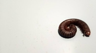 Kırkayak zeminde izole edilmiş.