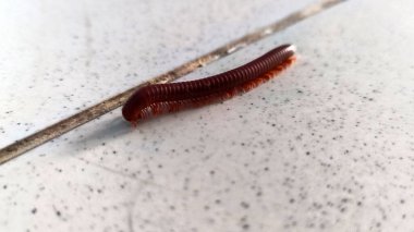 Kırkayak zeminde izole edilmiş.