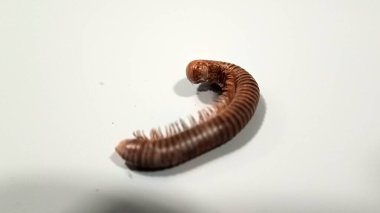 Millipede isolated on the floor clipart