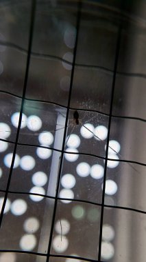 Örümceği kabloyla kapat