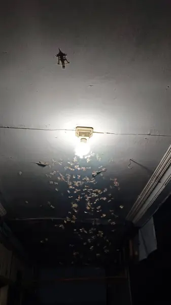 Verandanın ışığında uçan termitler.