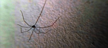 Örümceği kabloyla kapat