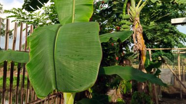Güzel bir atmosferi olan, meyve veren muz ağaçları..